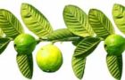 Health Benefits From Guava Leaves अमरूद के पत्तियों से स्वास्थ्य लाभ